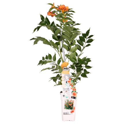 Campsis Indian Summer - Trompetbloem Oranje - ↕65cm - Ø15cm