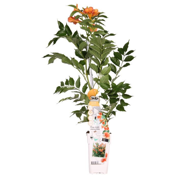 Campsis Indian Summer - Trompetbloem Oranje - ↕65cm - Ø15cm