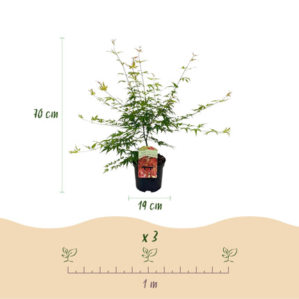 Japansk Ahorn - Acer palmatum Pink Dwarf - Pink - ↕70cm - Ø19cm