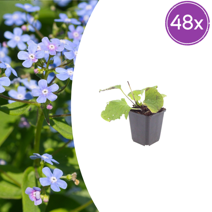Brunnera macrophylla - Kaukasisch vergeet mij nietje - ↕10-25cm - Ø9cm - 48x