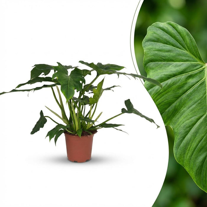 Philodendron Lacerum - ↕65cm - Ø19cm