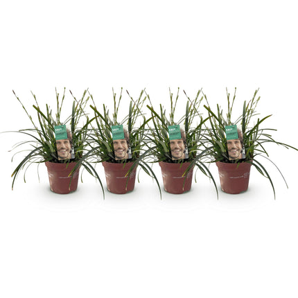Carex oshimensis Verde Intenso - Junco - ↕50cm - Ø17cm - 4x