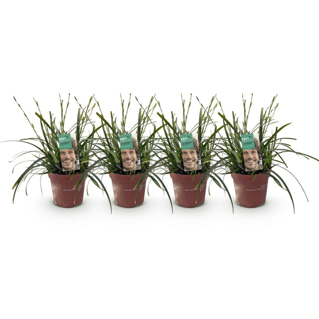 Carex oshimensis Intense Green - Zegge - ↕50cm - Ø17cm - 4x