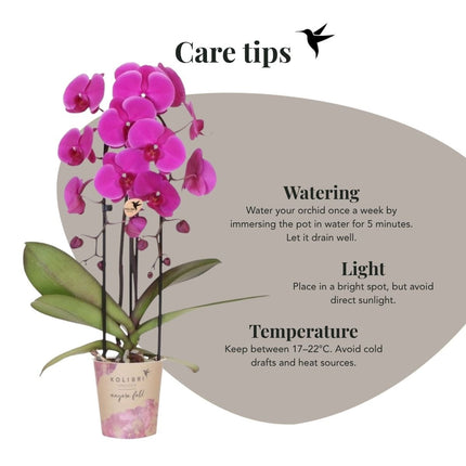 Kolibri Orchids | Combi Deal - 4 Paarse Phalaenopsis Orchideeën Niagara Fall Free Ride - Ø12 cm
