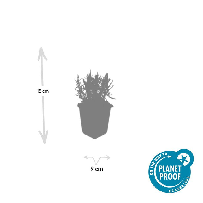 Lavandula ang. 'Munstead' - ↕10-25cm - Ø9cm - 24x