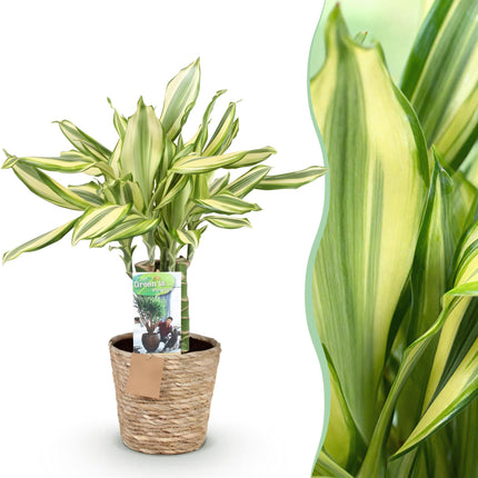 Dracaena fragrans Diamond Dream - Arbre dragon - avec panier - Pot de 17 cm - Hauteur 50-55 cm