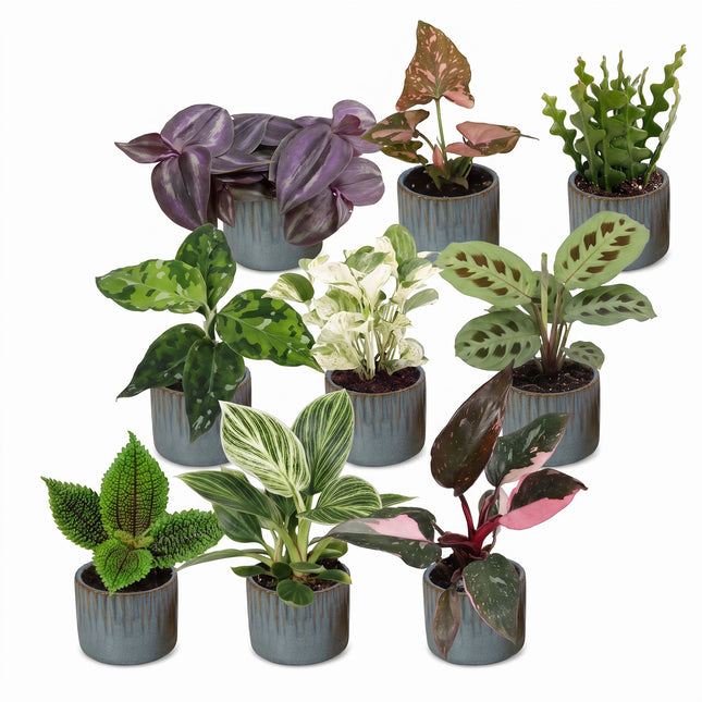 Baby Plants Surprise Box 9x - Verrassingsbox kleine planten - Diversen - Tropisch - incl. Linnea Misty Blue - Ø6cm - ↕5-15cm