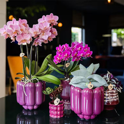 Kolibri Orchids | Paarse Phalaenopsis Orchidee - Mineral Morelia in Retro Sierpot Paars met Giftbox - Ø9 cm
