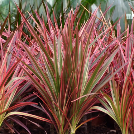 Dracaena Magenta - Dragon Tree - ↕70-80cm - Ø17cm - 2x