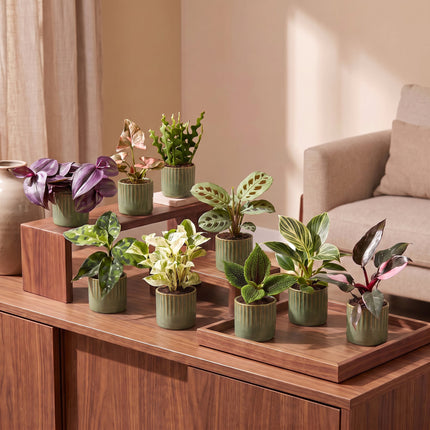 Baby Plants Surprise Box 9x - Verrassingsbox kleine planten - Diversen - Tropisch - incl. Linnea Olive - Ø6cm - ↕5-15cm