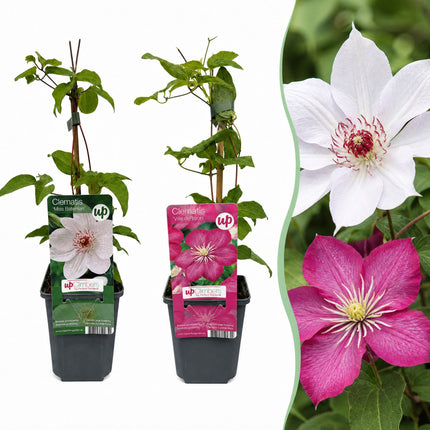 Clematis Duo Pink & White - Bosrank 6x - Wit - Roze - Klimplant - Ø9cm - ↕35cm