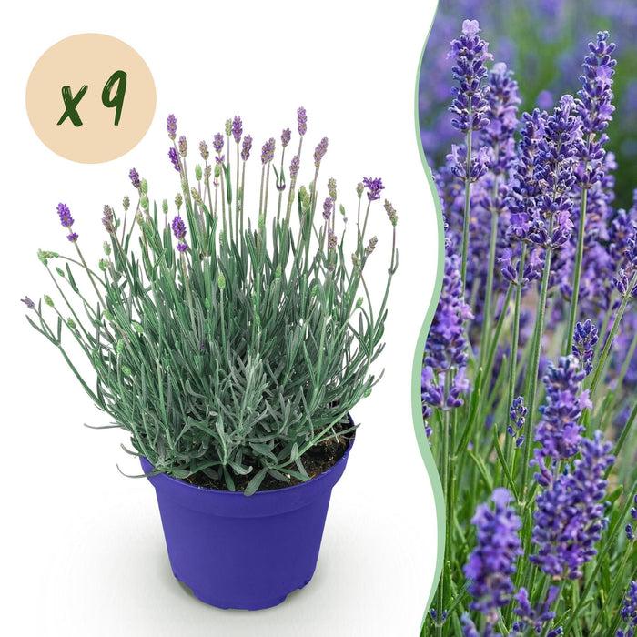Lavandula angustifolia Hidcote - Lavendel - Winterhard - Paars - ↕20-25cm - Ø12cm - 9x