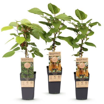 Actinidia Weiki & Hayward - Kiwiplant - 1 Mannelijke - 2 Vrouwelijke - ↕50cm - Ø15cm - 3x