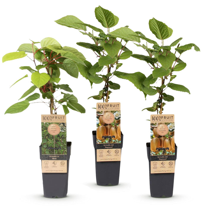 Actinidia Weiki & Hayward - Kiwiplant - 1 Mannelijke - 2 Vrouwelijke - ↕50cm - Ø15cm - 3x