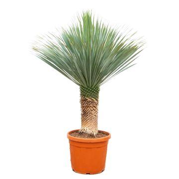 Yucca Rostrata - ↕150-170cm - Ø55cm