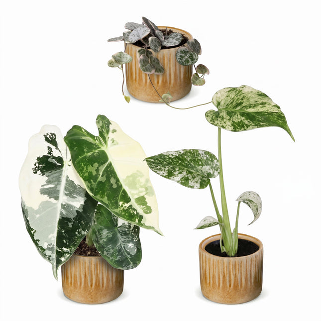 Baby Planten Variegata Mix - Diversen 3x - Tropisch - incl. Linnea Honey - Ø6cm - ↕10-15cm