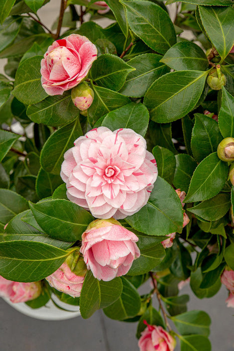 Camellia Japonica Bonomiana - ↕65cm - Ø19cm