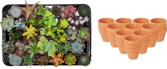 Mini-Sukkulenten-Mix – ↕5–10 cm – Ø8,1 cm – Terrakottatöpfe – 30 Stück