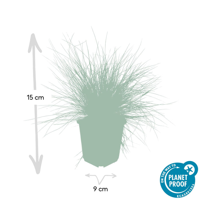 Festuca glauca 'Elijah Bleu' - Blauw Schapengras - ↕10-25cm - Ø9cm - 6x