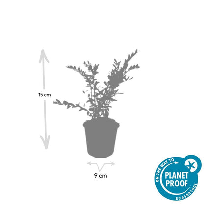 Lonicera pileata 'Purple Pearl' - Chèvrefeuille - ↕10-25cm - Ø9cm - 60x