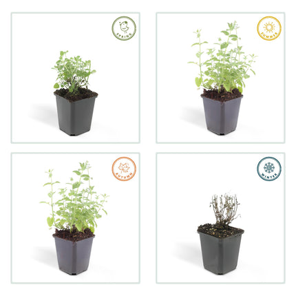 Nepeta 'Six Hills Giant' - Kattenkruid - ↕10-25cm - Ø9cm - 6x