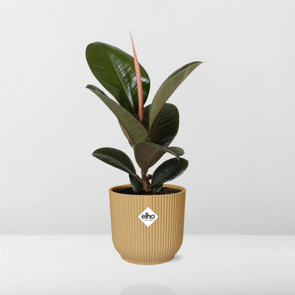 Ficus Elastica ‘Robusta’ in gele elho Vibes Fold - Ø14cm