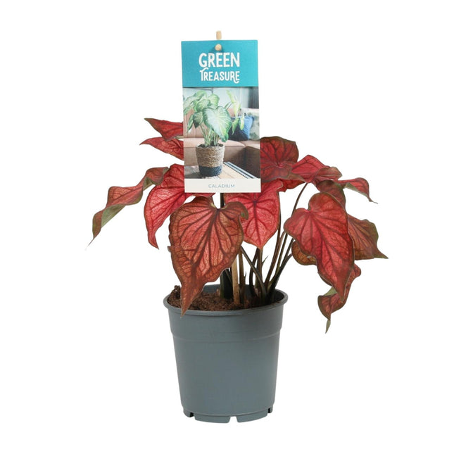 Caladium Red - ↕25cm - Ø12cm