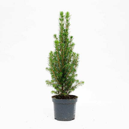 Mini Christmas Tree - Chamaecyparis - ↕25-30 cm - 6x