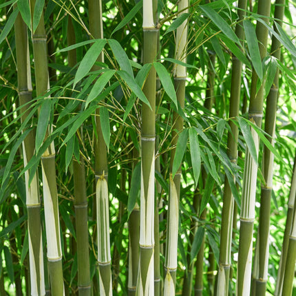 Bamboe - Fargesia robusta Pingwu - Niet Woekerend - Groen - ↕35cm - Ø14cm - 18x