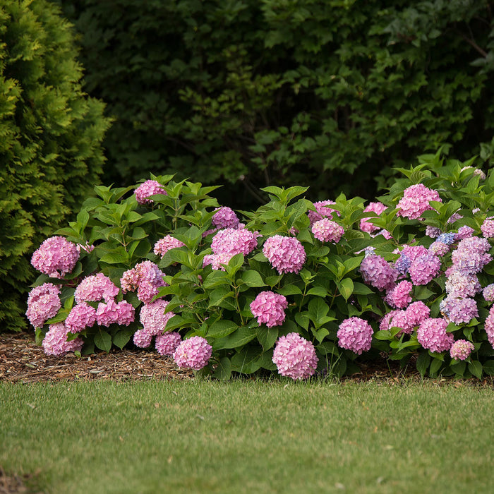 Hydrangea Endles Summer The Original Pink - Hortensia - Roze - ↕20-25cm - Ø14cm - 8x