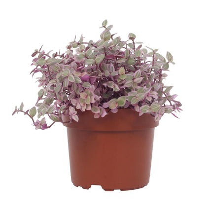 Callisia Repens Rosato - ↕16cm - Ø12cm