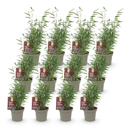 Bamboe - Fargesia Red Dragon - Niet Woekerend - Groen - ↕35cm - Ø14cm - 12x