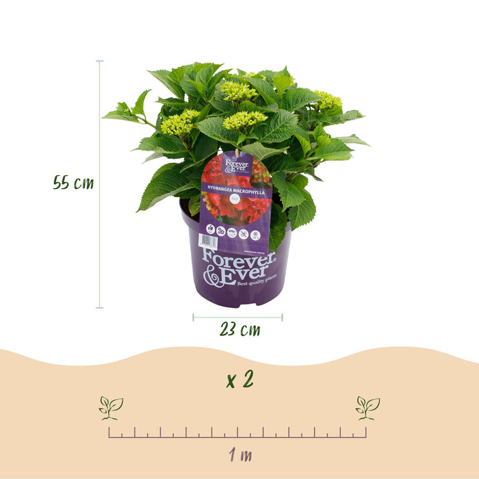 Terrasplant - Hortensia - Hydrangea Forever & Ever - Rood - 7-12 Bloemen - Pot 23cm Hoogte 55cm