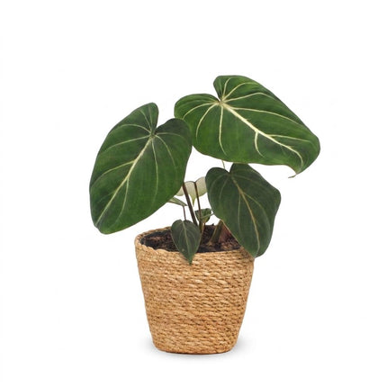 Philodendron Gloriosum - Glorie Philodendron - met Mand - ↕25cm - Ø12cm