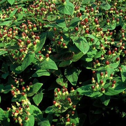 Hypericum inodorum 'Beauty' - ↕10-25cm - Ø9cm - 12x