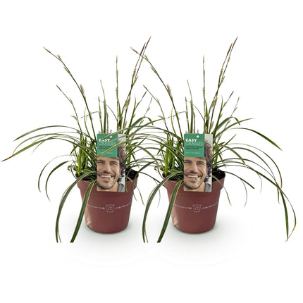 Carex morrowii Ice Dance - Sedge - White & Green - ↕50cm - Ø17cm - 2x