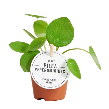 Pilea Peperomioides Baby - Pancake plant - ↕10cm - Ø6cm