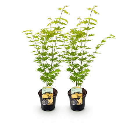 Japanse Esdoorn - Acer palmatum Jordan - Geel - ↕70cm - Ø19cm - 2x