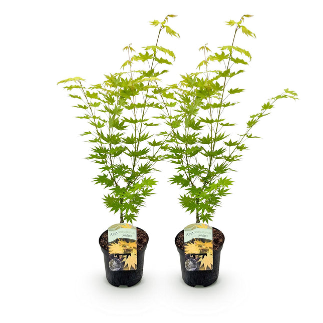 Japanese Maple - Acer palmatum Jordan - Yellow - ↕70cm - Ø19cm - 2x