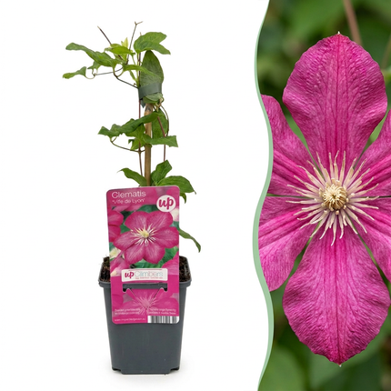 Clematis Ville de Lyon - Bosrank 2x - Rood - Klimplant - Ø9cm - ↕35cm