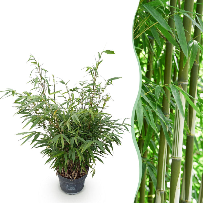 Fargesia robusta Pingwu - Niet Woekerende Bamboe - ↕80cm - Ø23cm