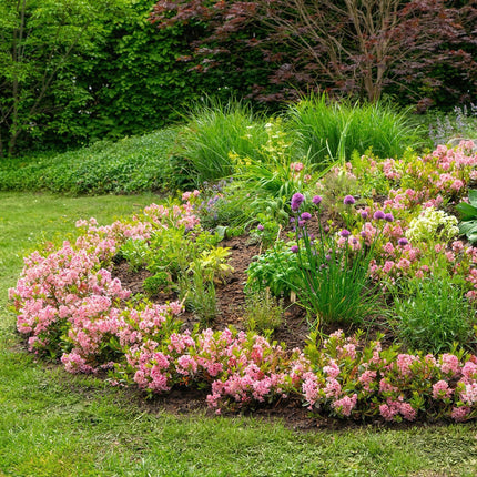 Dwerg Rhododendron - Rhododendron Bloombux Magenta - Bloeiende Buxus - Roze Bloem - ↕30-40cm - Ø17cm - 6x