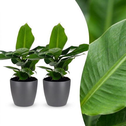 Musa Oriental Dwarf - Dwergbanaan - met grijze pot - ↕30cm - Ø12cm - 2x