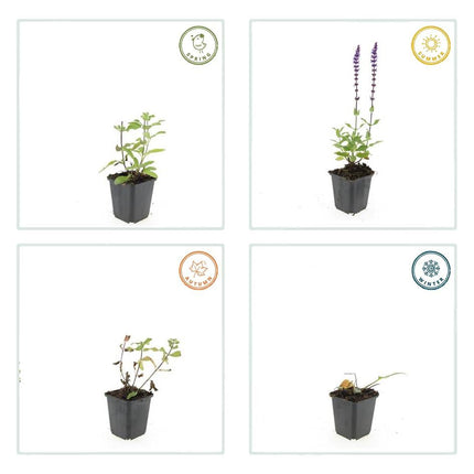 Salvia Nemorosa 'Caradonna' - Waldsalbei - ↕10-25cm - Ø9cm - 48x