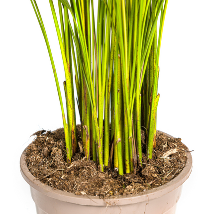 Dypsis Areca Lutescens con cesta - ↕100-120cm - Ø21cm
