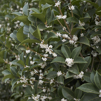 Osmathus burkwoodii - green foliage - 8 plants - 1 linear meter - evergreen - 9cm pot height 25-30cm