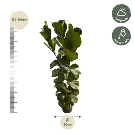 Ficus Lyrata shrub - 180 cm - Ø27