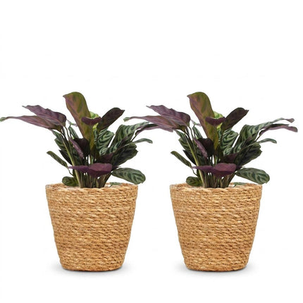 Ctenanthe Burle Marxii - Visgraatplant - 2x - met Mand - Pot 12cm - Hoogte - 30cm