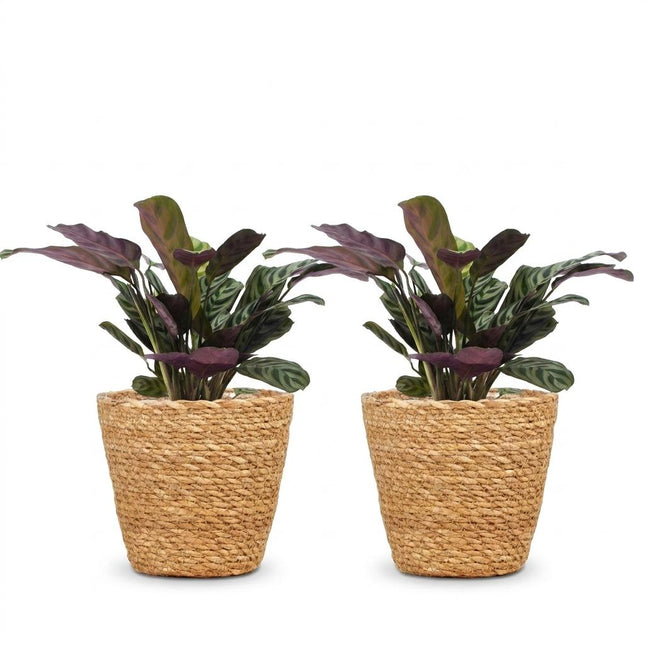 Ctenanthe Burle Marxii - Planta de espiga - 2 unidades - con cesta - Maceta de 12 cm - Altura: 30 cm
