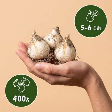 400x Allium Sphaerocephalon - Bloembollen - Kogellook - Paars - Zomerbloeier - Bolmaat 5/6